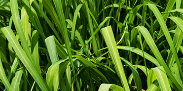 1646372776487807.jpg 香茅.jpg