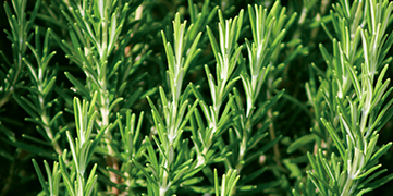 1646372790681546.jpg 迷迭香.jpg