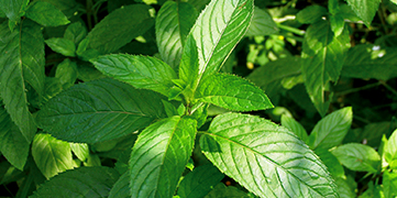 1646372829773725.jpg 薄荷.jpg