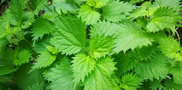 1646372860751848.jpg 荨麻.jpg