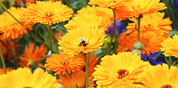 1647411375245547.jpg 金盏花.jpg